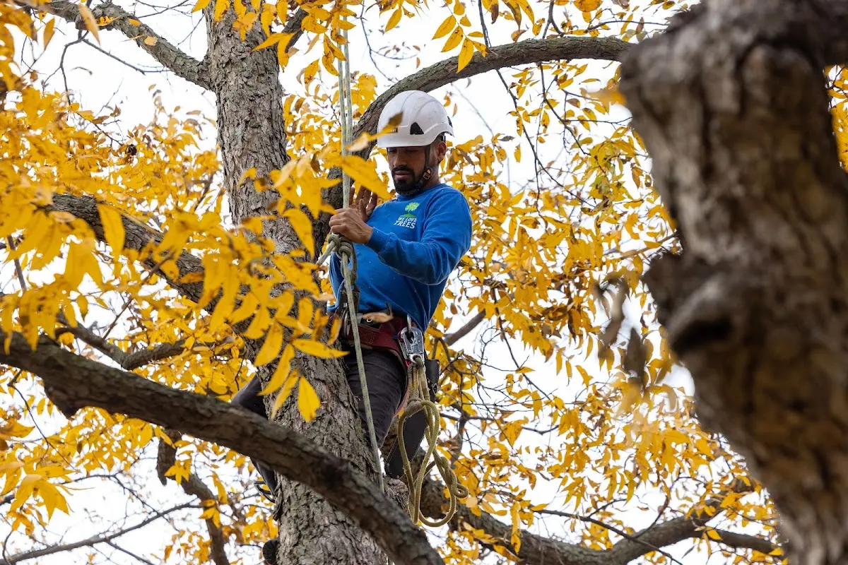 Skilled Tree Trimming crew working in Sound Beach